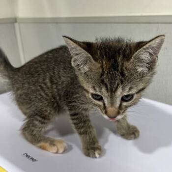 Claire -  Domestic Short Hair Cat for Adoption in Clearwater, Florida - Claire | PetCurious