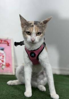 Merlot-One of our Amazing Rescue Cats -  Calico and American Wirehair Cat for Adoption in Carlsbad, California - Merlot-One Of Our Amazing Rescue Cats | PetCurious