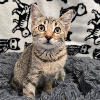 Domestic Short Hair Cats Available for Adoption in West Olive, Michigan - Vito | PetCurious