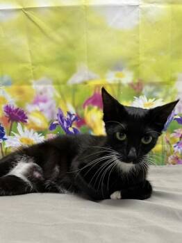 Domestic Short Hair Cats Available for Adoption in San Antonio, Texas - Aunt Cass | PetCurious