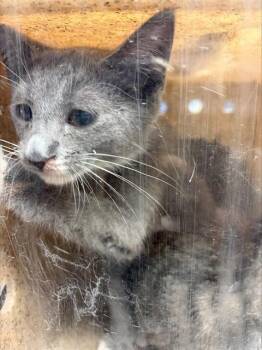 SQUEAKY -  Domestic Short Hair Cat for Adoption in Stockton, California - SQUEAKY | PetCurious