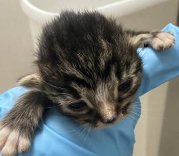 Hart -  Domestic Short Hair Cat for Adoption in Evansville, Indiana - Hart | PetCurious