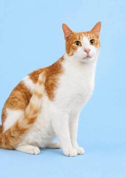 Sebastian -  Domestic Short Hair Cat for Adoption in Houston, Texas - Sebastian | PetCurious