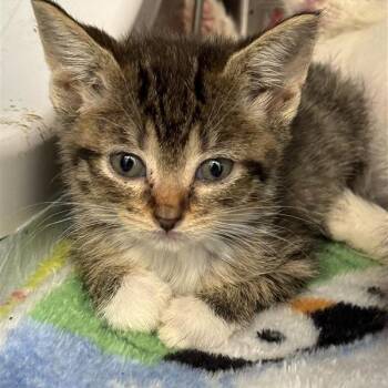 Nicole -  Domestic Short Hair Cat for Adoption in Bentonville, Arkansas - Nicole | PetCurious