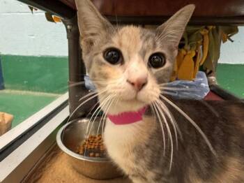 TATTOO -  Domestic Short Hair Cat for Adoption in Peoria, Illinois - TATTOO | PetCurious