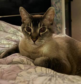 Topaz -  Siamese and Abyssinian Cat for Adoption - Topaz | PetCurious