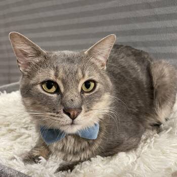 Domestic Short Hair Cats Available for Adoption - Confetti | PetCurious