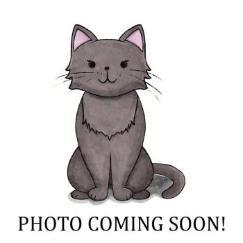 Meadow -  Domestic Short Hair and Tiger Cat for Adoption in Lake Monroe, Florida - Meadow | PetCurious