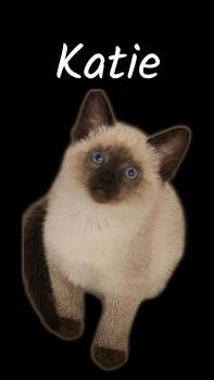 Katie -  Domestic Short Hair Cat for Adoption in Auburn, California - Katie | PetCurious