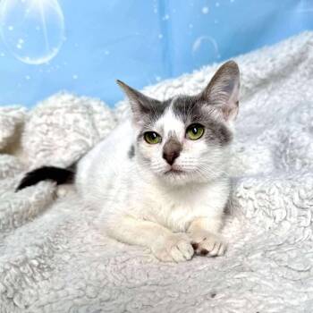 Rescue Domestic Short Hair Cats for Adoption in Greensburg, Pennsylvania - Prism | PetCurious