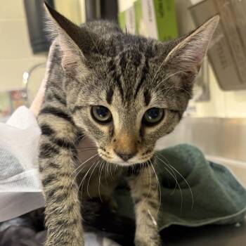 Fuzzie -  Domestic Short Hair Cat for Adoption in Asheville, North Carolina - Fuzzie | PetCurious