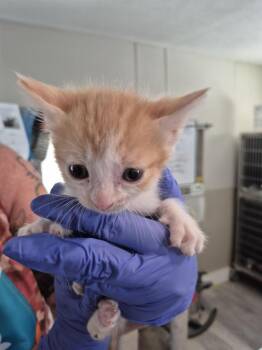 Pooka  (L580 K1) -  Domestic Short Hair Cat for Adoption in Pahrump, Nevada - Pooka  (L580 K1) | PetCurious