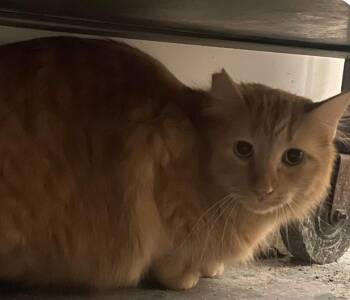 Tabby Cats Available for Adoption - Mason (working Cat) | PetCurious