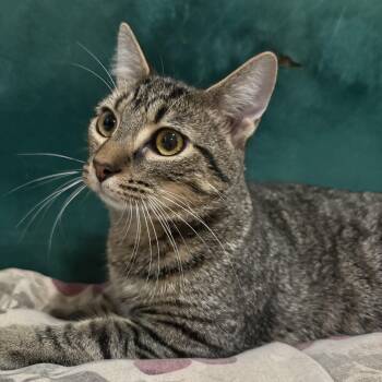 Taxi (AKA Mocha) -  Domestic Short Hair Cat for Adoption in Richmond, Virginia - Taxi (AKA Mocha) | PetCurious