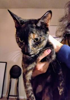 Domestic Short Hair Cats Available for Adoption - Marble | PetCurious