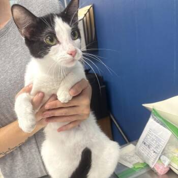 Gracie -  Domestic Short Hair Cat for Adoption in Summerlee, West Virginia - Gracie | PetCurious