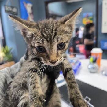 Grady -  Domestic Short Hair Cat for Adoption in Newark, New Jersey - Grady | PetCurious