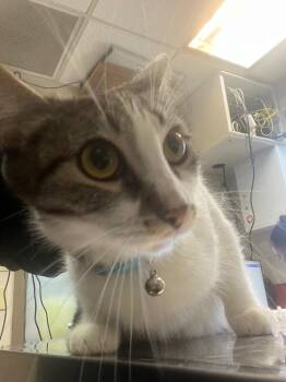 Rain -  Domestic Short Hair Cat for Adoption in New Cumberland, West Virginia - Rain | PetCurious