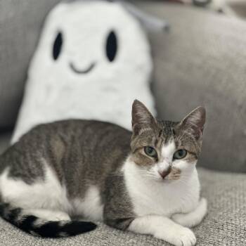 Chloe II -  Domestic Short Hair Cat for Adoption in Houston, Texas - Chloe II | PetCurious