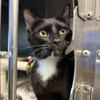DULCE -  Domestic Short Hair Cat for Adoption in Las Vegas, Nevada - DULCE | PetCurious