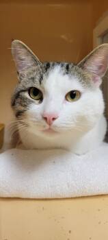 Rescue Domestic Short Hair Cats for Adoption in Windsor, Connecticut - Comet | PetCurious