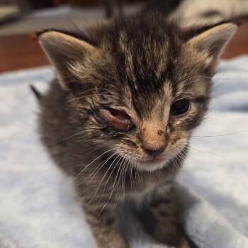 Domestic Short Hair Cats Available for Adoption in Bel Air, Maryland - Alpha | PetCurious