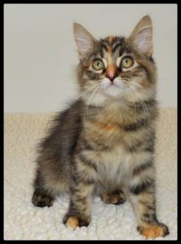 Rosie -  Torbie Cat for Adoption in San Andreas, California - Rosie | PetCurious