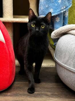 Kathy -  Domestic Short Hair Cat for Adoption in Burnaby, British Columbia - Kathy | PetCurious