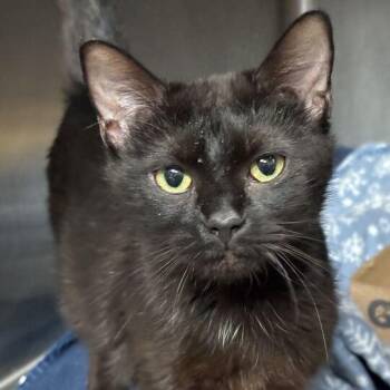 Crunk -  Domestic Short Hair Cat for Adoption in Davenport, Iowa - Crunk | PetCurious