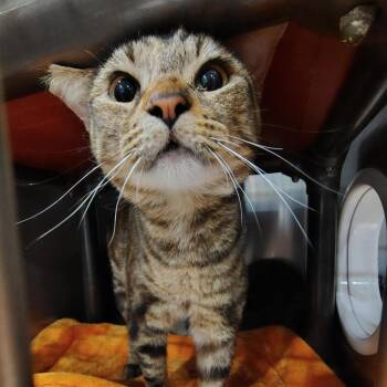 Domestic Short Hair Cats Available for Adoption in Lincoln, California - Rue Bennett | PetCurious