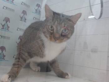 LALA -  Domestic Short Hair Cat for Adoption in Orlando, Florida - LALA | PetCurious
