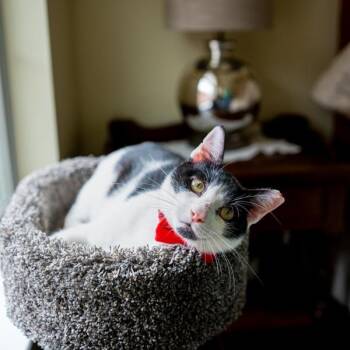 Sebastian -  Domestic Short Hair Cat for Adoption in Houston, Texas - Sebastian | PetCurious