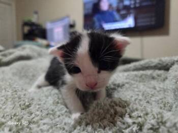 Eagle -  Domestic Short Hair Cat Available for Adoption in Kennewick, Washington - Eagle | PetCurious