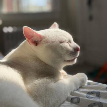 Domestic Short Hair Cats Available for Adoption - Nimbus | PetCurious