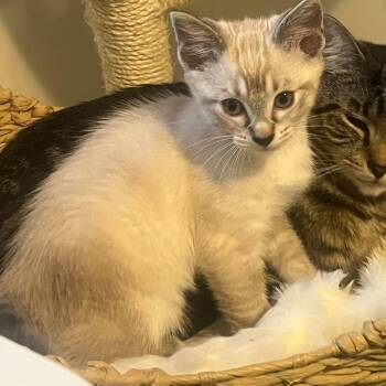 Domestic Short Hair Cats Available for Adoption - Screaming Marshmallow (bonded To Gummy Bear) | PetCurious