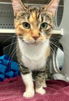 SMIDGE -  Domestic Short Hair Cat for Adoption in Kalamazoo, Michigan - SMIDGE | PetCurious