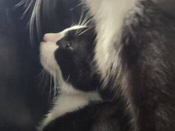 JUDY WINSLOW -  Domestic Short Hair Cat for Adoption in Louisville, Kentucky - JUDY WINSLOW | PetCurious