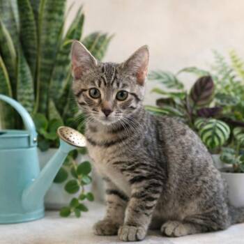 Domestic Short Hair Cats Available for Adoption in Edwards, Illinois - Harry | PetCurious