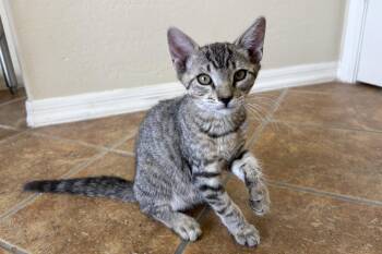 LeMans -  Domestic Short Hair Cat for Adoption in Fountain Hills, Arizona - LeMans | PetCurious