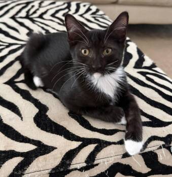 Bumper -  Domestic Long Hair Cat for Adoption in Magnolia, Texas - Bumper | PetCurious