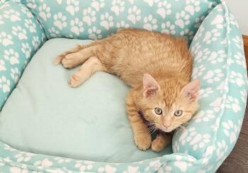 Domestic Short Hair Cats Available for Adoption - Garfield | PetCurious