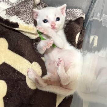 Sandwich Tern -  Domestic Short Hair Cat for Adoption in Westminster, California - Sandwich Tern | PetCurious