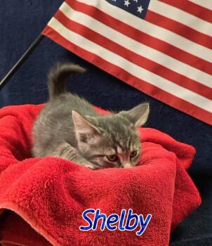 Shelby -  Domestic Short Hair Cat for Adoption in Port Clinton, Ohio - Shelby | PetCurious