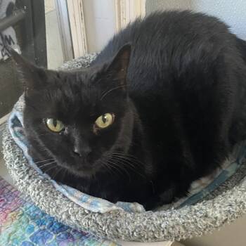 Rescue American Shorthair Cats for Adoption in Sarasota, Florida - Little Babies | PetCurious