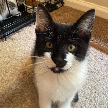 Plum -  Domestic Short Hair Cat for Adoption in Middlebury, Vermont - Plum | PetCurious