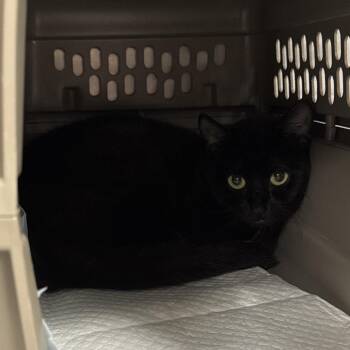 Keziah -  Domestic Short Hair Cat for Adoption in Salt Lake City, Utah - Keziah | PetCurious