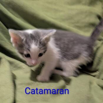 Catamaran -  Domestic Short Hair Cat for Adoption in Carmel, Indiana - Catamaran | PetCurious