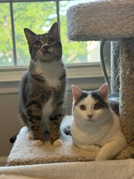 Tai & Dionne (bonded pair) -  Domestic Short Hair Cat for Adoption in Alexandria, Virginia - Tai & Dionne (bonded Pair) | PetCurious