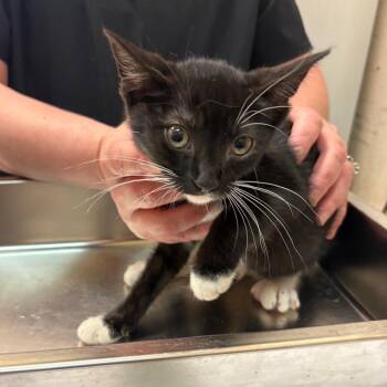 Clove -  Domestic Short Hair Cat for Adoption in Birmingham, Alabama - Clove | PetCurious