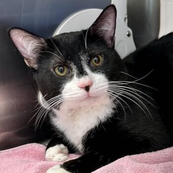 Lord Farquar -  Domestic Short Hair Cat for Adoption in Reisterstown, Maryland - Lord Farquar | PetCurious